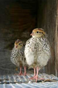 baby quail