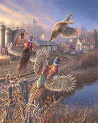 pheasants flushing