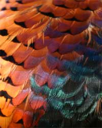 Feathers