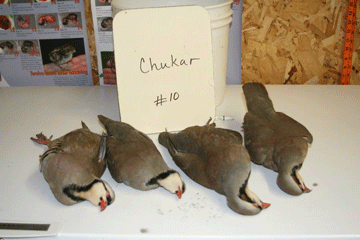 Chukar 10