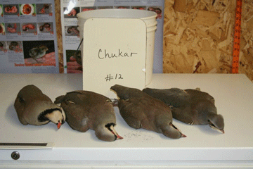 Chukar 12