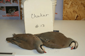 Chukar 13