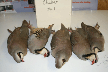 Chukar 1