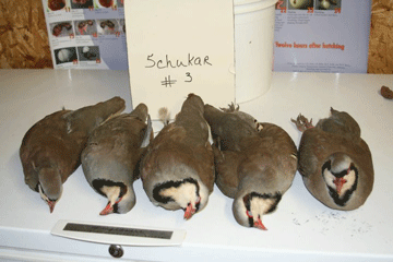 Chukar 3