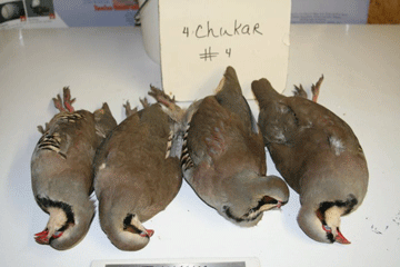 Chukar 4