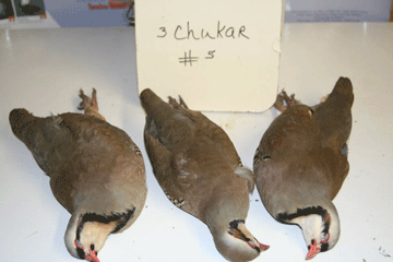 Chukar 5