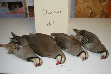 Chukar 8