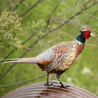 pheasant male