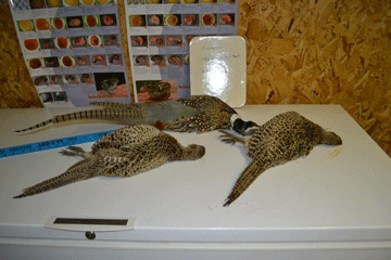 Pheasant Group