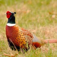 pheasant